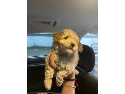 Ankaranın göz bebekleri maltipoo
