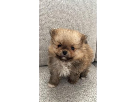 Pomeranian yavrularımız yeni ailesini arıyor