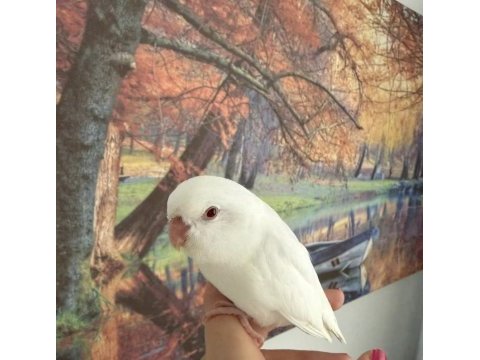 Oyuncu forpus papağanı
