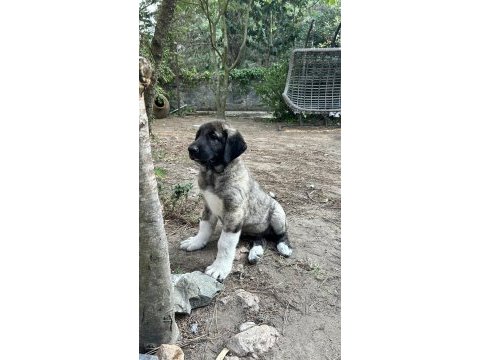 Dev yavru köpekler