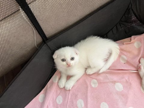 Scottish fold kehribar göz kardeşler