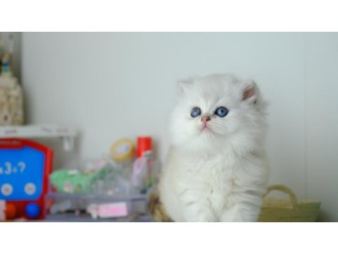 British longhair silver top kafa yavrumuz
