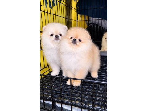 Ayıcık dişi pomeranian yavrular
