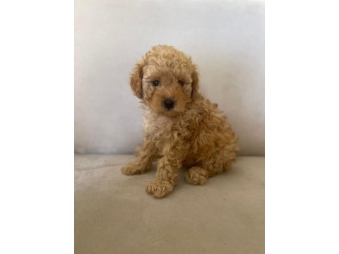 Sağlıklı toy poodle