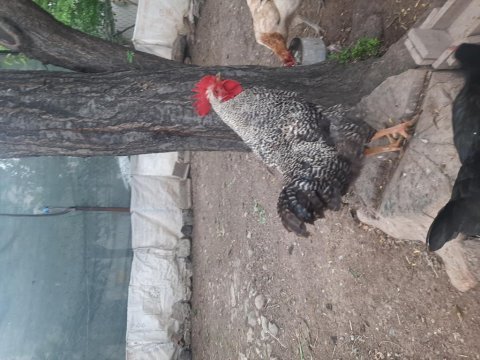 Genç horoz ve tavuklar