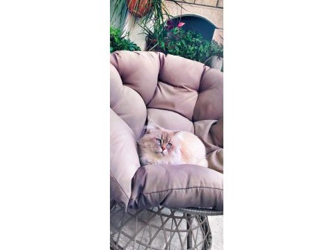 25 günlük british longhair yavru