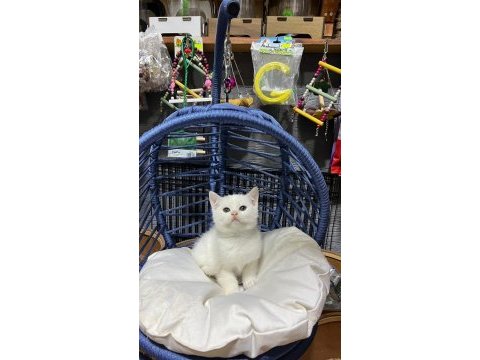 British shorthair kar beyaz mavi gözlü yavru