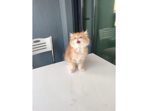 By11 dişi british longhair