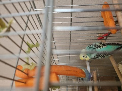Yavru muhabbet kuşu