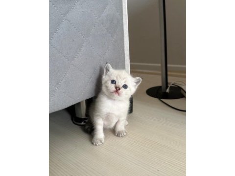 2 aylık british shorthair yavrular