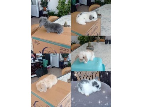 Cüce ve lop ırkı tavşan