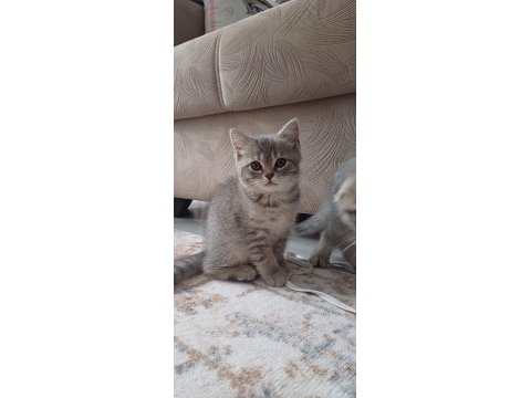 Minnoş kedimiz yeni ailesini arıyor