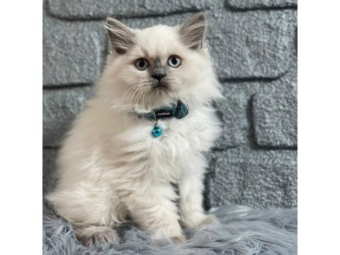British longhair blue point yavrularımız