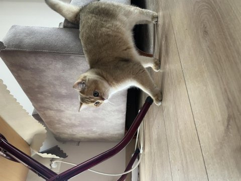 11 aylık british shorthair gold