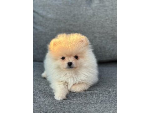 Sağlık garantili pomeranian boo yavrularımız