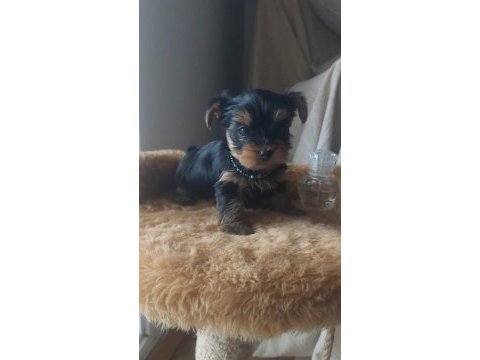 Yorkshire 0 boy dişi terrier