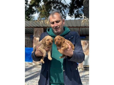 Maltipoo yavrularımız ırk garantilidir