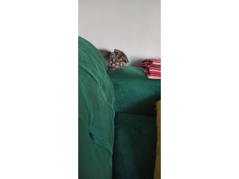 Safkan scottish fold ankara