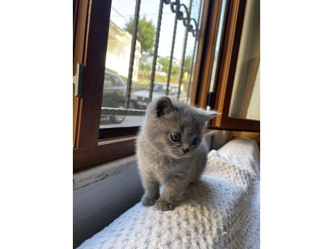Kendi kedilerimizin yavrularıdır