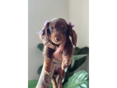 Longhair chocolate and tan dachshund uzun tüy
