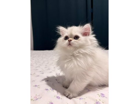 Safkan british longhair dişi bebek