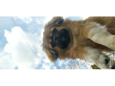 Beş aylık pekinez dişi köpek aşıları var