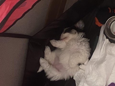 Maltipoo dişi yatlı bir yavru