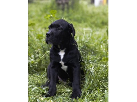 Şecere belgeli ırk ve sağlık garantili cane corso yavrular