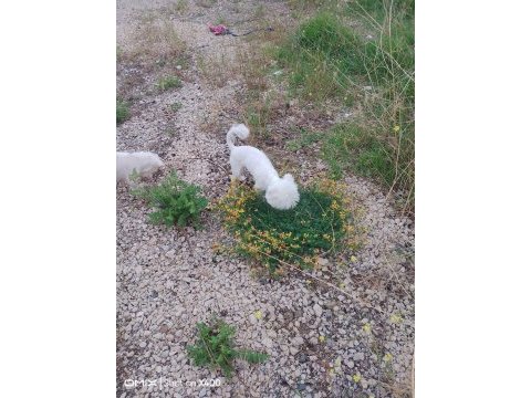 Kore maltese yavrumuz