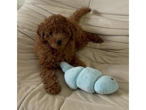 Toy poodle köpekleri