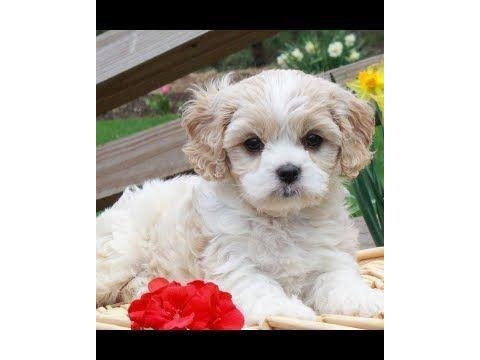Morkie yavrularımız kahverengi beyaz