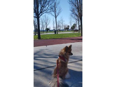 1.5 yaşında pomeranian
