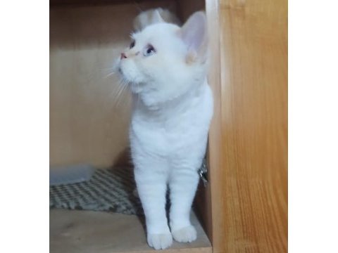 Uysal british shorthair kedimiz