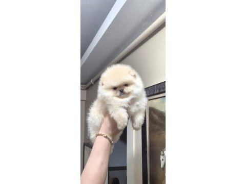 Üst kalite teacup orijinal ırk erkek pomeranian