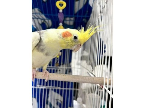 Erkek 6 aylık sultan papağanı!