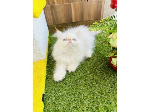 Exotic shorthair iran persian show bebekler