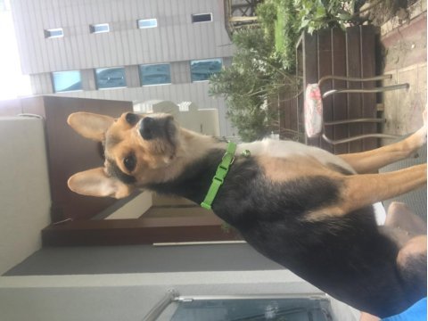 Acil sahiplendirme pinscher köpeğimiz