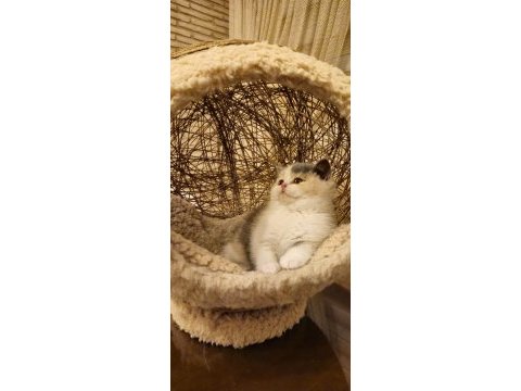 Tree color british shorthair yavruları
