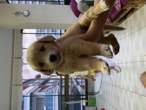 3 aylık dişi golden retriever