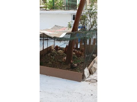 Genç hergün yumurtlayan tavuklar