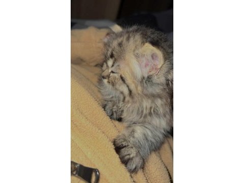 Scottish longhair golden tabby