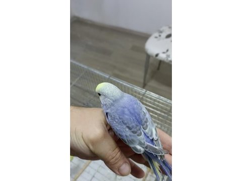 Alıştırmalık rainbow muhabbet kuşu yavrular