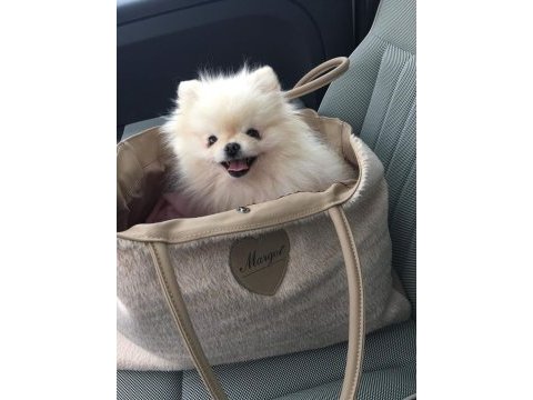 A kalite pomeranian yavru köpeklerimiz