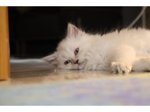 Scottish fold yavru kedimiz
