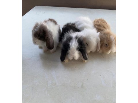 Hollanda lop ve teddy lop tavşan yavrularımız
