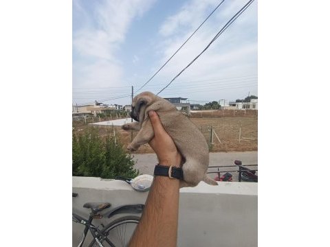 Gül kuyruk basık surat orjinal pug mops