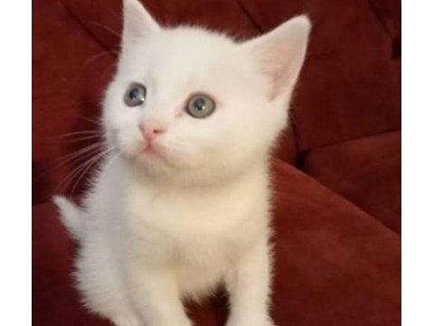 Yavru ankara kedisi 2 aylık