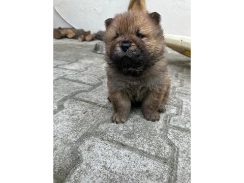 Chow chow (çin aslanı) yavrularımız