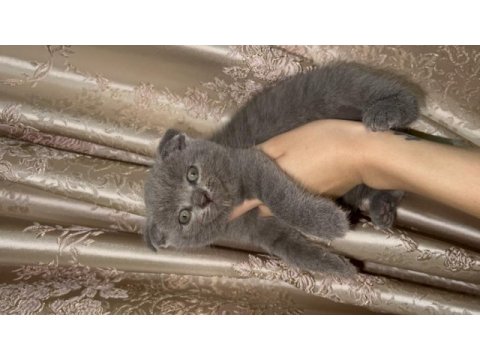 Dişi-erkek scottish fold yavrular