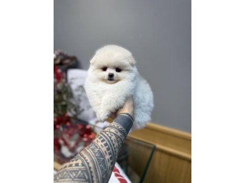 Oyuncak gibi tatlı pomeranian boo oğlumuz